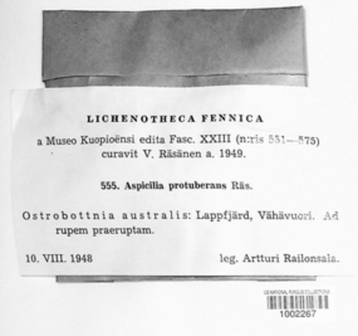 Aspicilia protuberans image